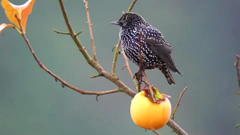 Common Starling 스톡 동영상 334790256