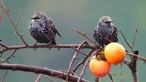 Common Starling Vídeo Stock 334876952