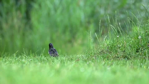 Common Starling Foraging on Green Meadow - 4K Wildlife Slow Motion Ground-Level Stock Footage 336623534