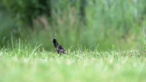 Common Starling Foraging on Green Meadow - 4K Wildlife Slow Motion Pan Shot Stock-Footage 336654783