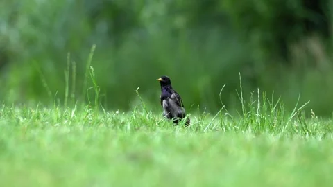 Common Starling Foraging on Green Meadow - 4K Wildlife Slow Motion Ground-Level Stock Footage 336654893