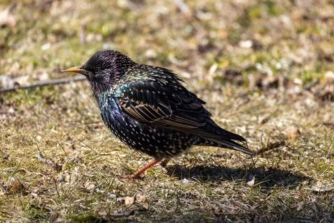 Common starling on the grass in spring. Stock Photos