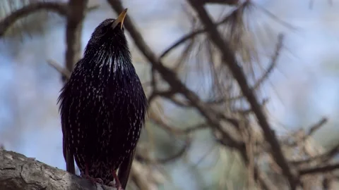The common starling is a noisy bird Vidéo 154414050