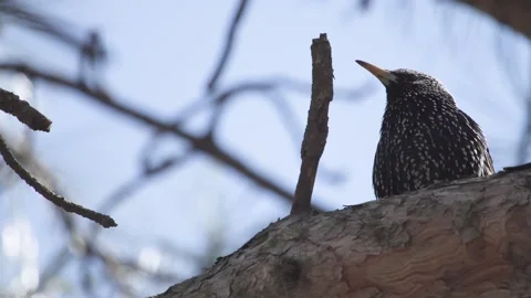 The common starling is a noisy bird Vidéo 154414078