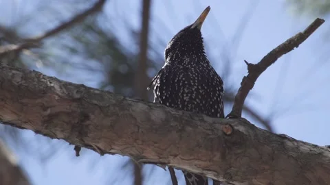 The common starling is a noisy bird Vidéo 154414087