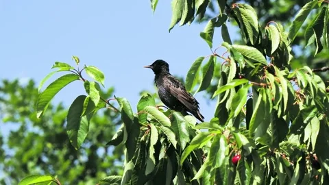 Common starling perched on a cherry tree branch. 動画素材 331126092