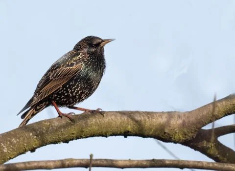 Common Starling Perched on a Mossy Tree Branch Against a Clear Sky Stock Photos