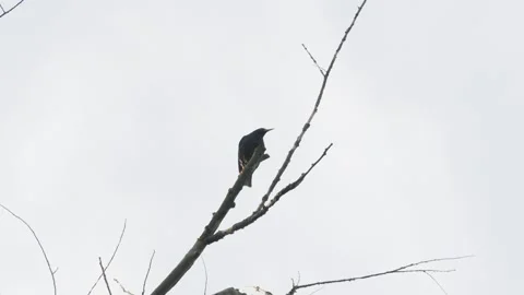 Common Starling Perching and Climbing on Bare Tree Branch - 4K Static Shot Vídeos de archivo 335259170