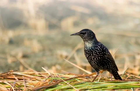 Common starling Stock-Fotos