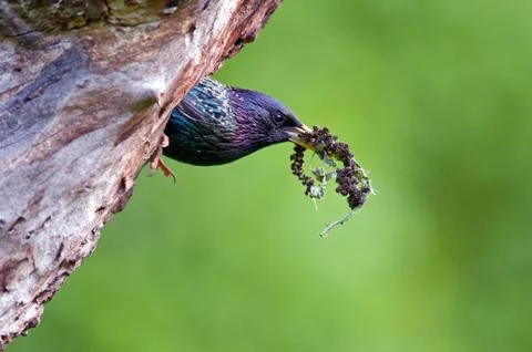 Common starling Stock Photos