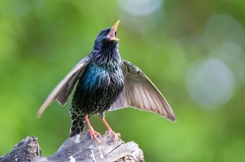 Common starling Stock Photos