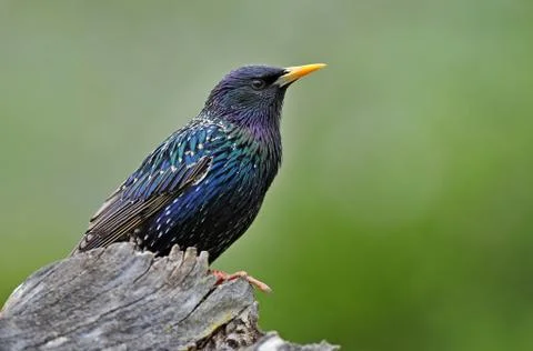 Common starling Stock Photos