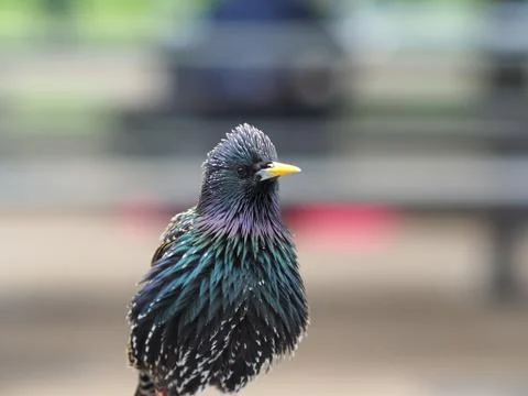 Common starling. Stock Photos
