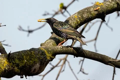 Common starling Stock Photos