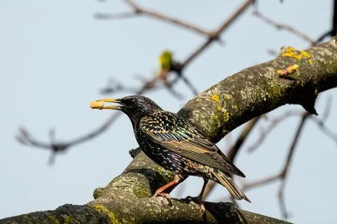 Common starling Stock Photos