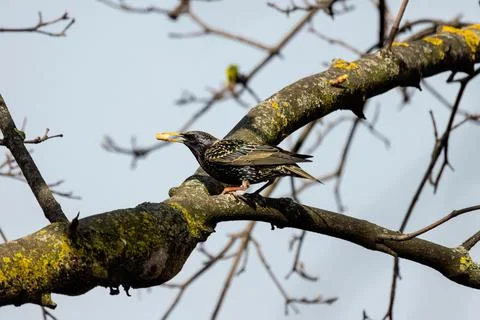 Common starling Stock Photos