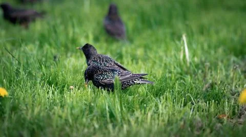 Common starling Stock Photos