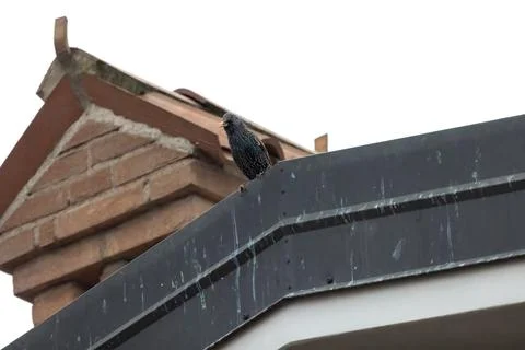 Common starling Stock Photos