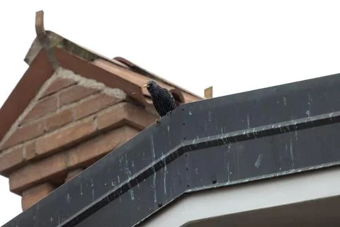 Common starling Stock Photos