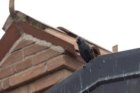 Common starling Stock Photos