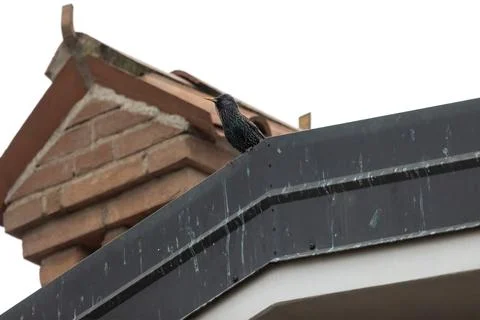 Common starling Stock Photos