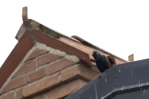 Common starling Foto stock