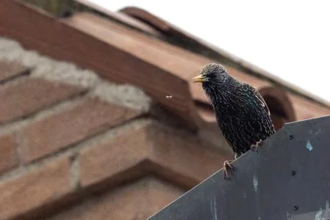 Common starling Foto stock