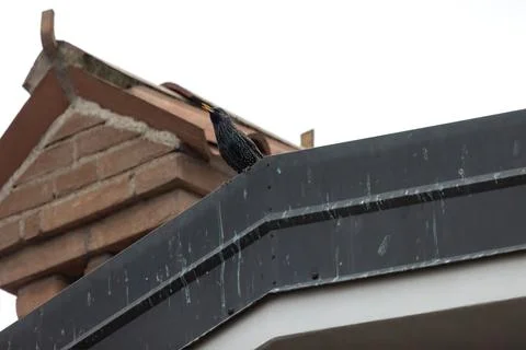 Common starling Stock Photos