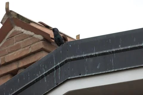 Common starling Stock Photos