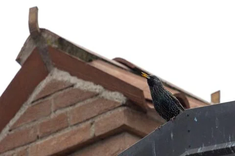 Common starling Foto stock