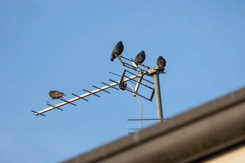 Common starling Stock Photos