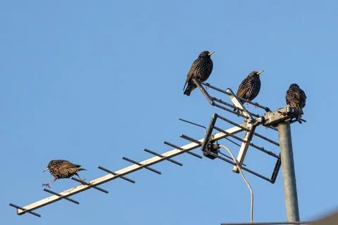Common starling Stock Photos