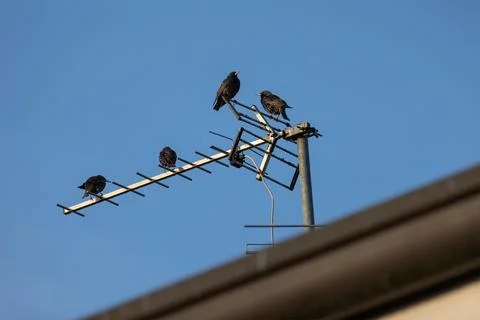 Common starling Stock Photos