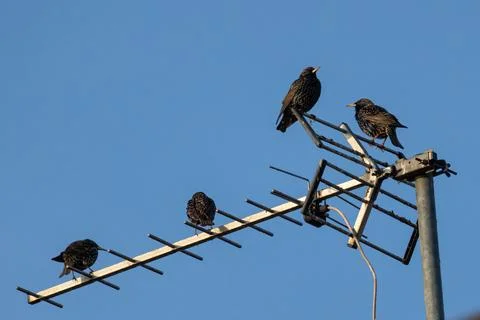 Common starling Stock Photos