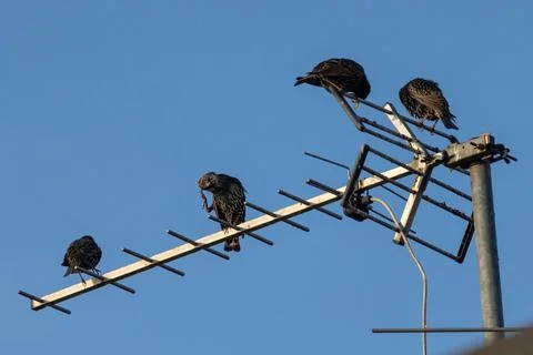 Common starling Stock Photos