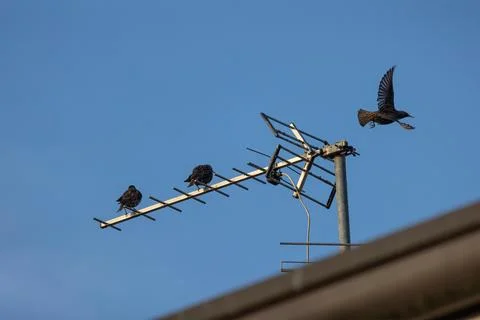 Common starling Stock Photos