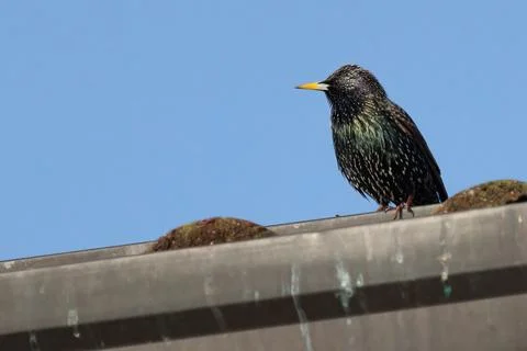 Common starling Stock Photos