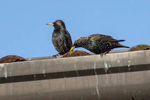 Common starling Stock Photos