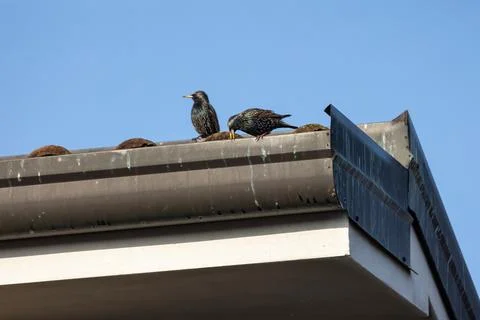 Common starling Stock Photos