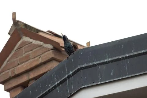 Common starling Stock Photos