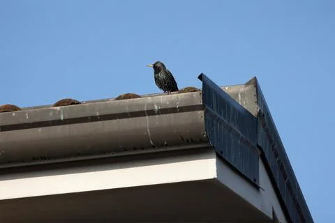 Common starling Foto stock