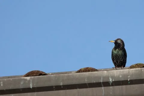 Common starling Stock Photos