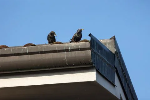 Common starling Foto stock