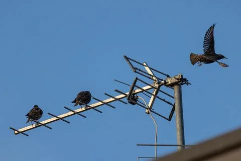 Common starling Stock Photos