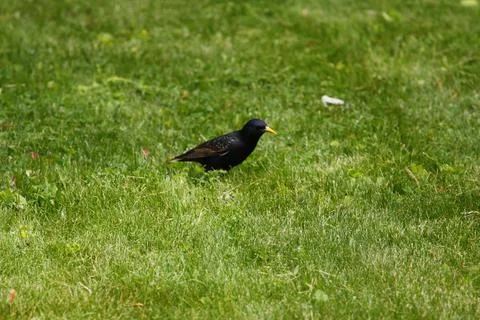 Common Starling Stock Photos