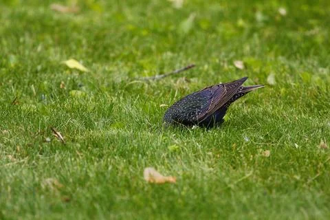 Common Starling Stock Photos