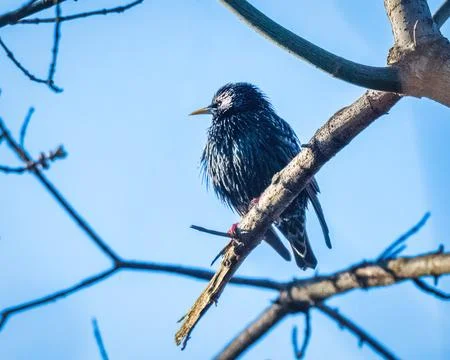 Common Starling Stock Photos