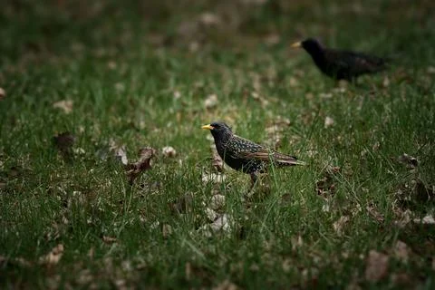 Common starling Stock Photos