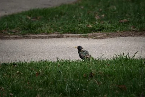 Common starling Stock Photos