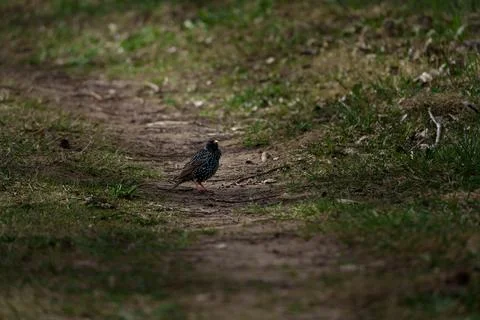 Common starling Stock Photos